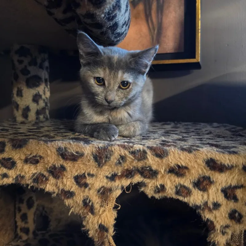 A baby small-sized female Tortoiseshell Domestic Short Hair cat named A Boop for adoption in Centralia, WA