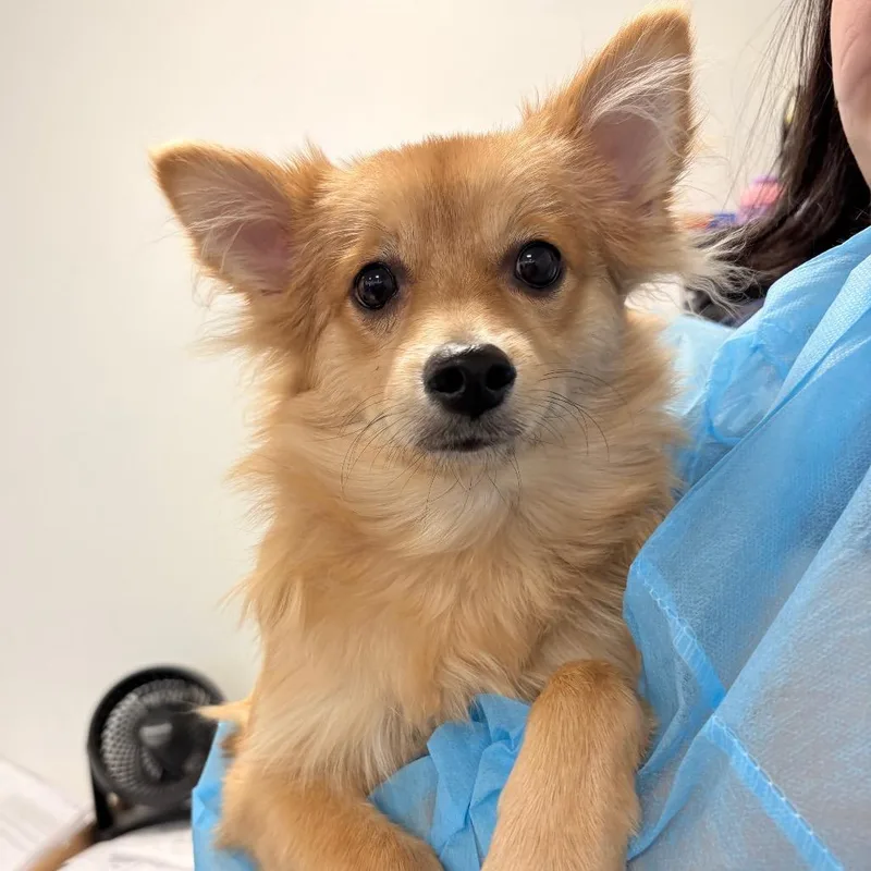 A young small-sized male Brown / Chocolate Pomeranian dog named Joy for adoption in Philadelphia, PA