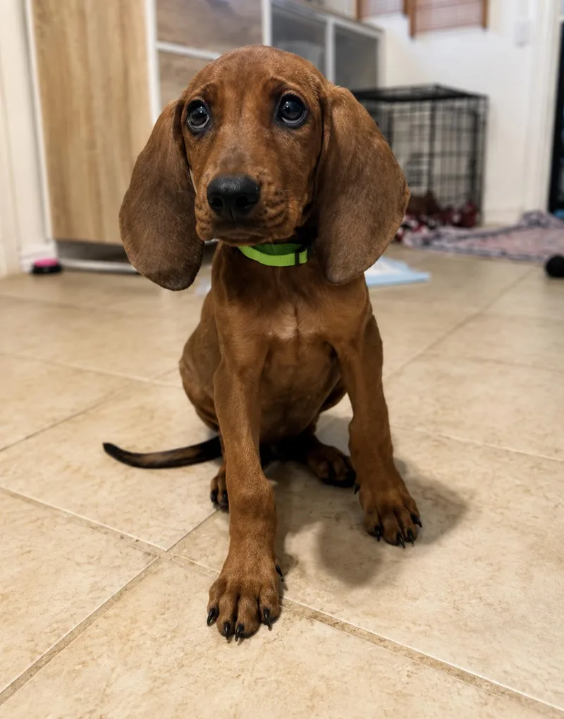 A baby small-sized male Redbone Coonhound dog named Smith for adoption in TULSA, OK