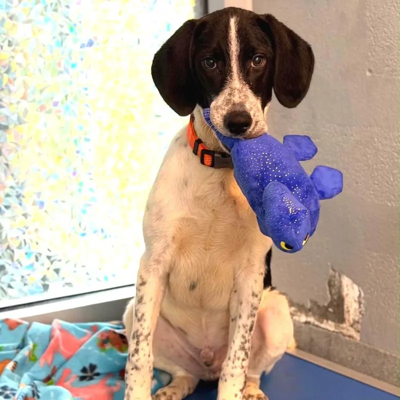 A young medium-sized male White / Cream Hound dog named Dean for adoption in Falls Church, VA