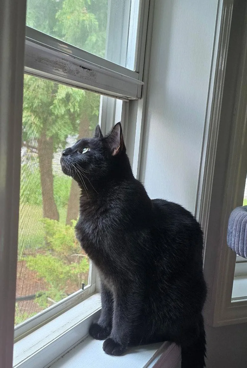 An adult medium-sized female Black Domestic Short Hair cat named Amethyst for adoption in Island Lake, IL
