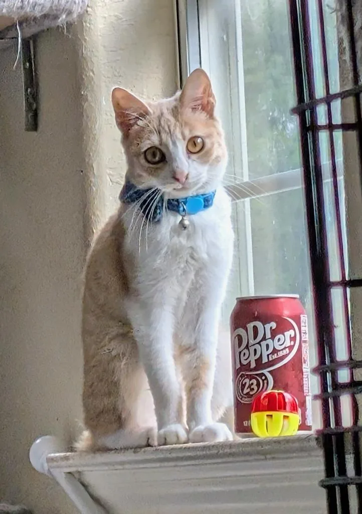 A young medium-sized male Domestic Short Hair cat named The Gentleman for adoption in San Antonio, TX