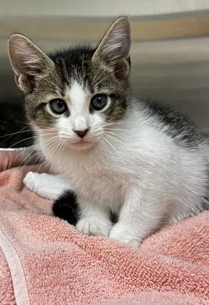 A baby medium-sized male Domestic Short Hair cat named North for adoption in West Chester, PA
