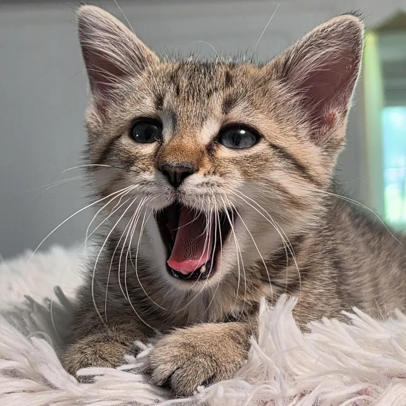 A baby medium-sized female Domestic Short Hair cat named Crybaby for adoption in Springfield, MO