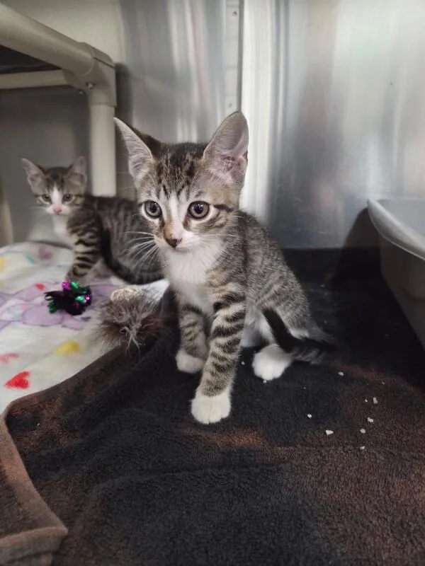 A young medium-sized female Domestic Short Hair cat named Fern for adoption in Saint Charles, MO