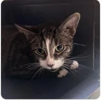 An adult medium-sized male Domestic Short Hair cat named Asher for adoption in West Chester, PA