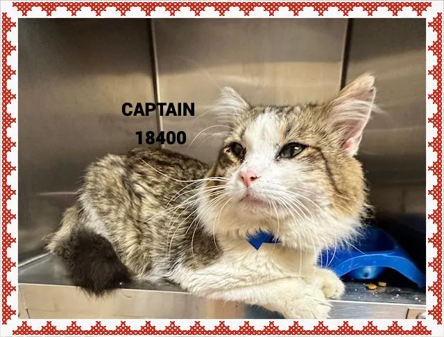 An adult medium-sized male Tabby (Buff / Tan / Fawn) Domestic Long Hair cat named Captain for adoption in Marietta, GA