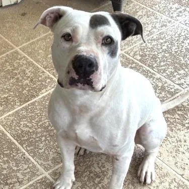 An adult large-sized male White / Cream American Staffordshire Terrier dog named Draco for adoption in Abilene, TX