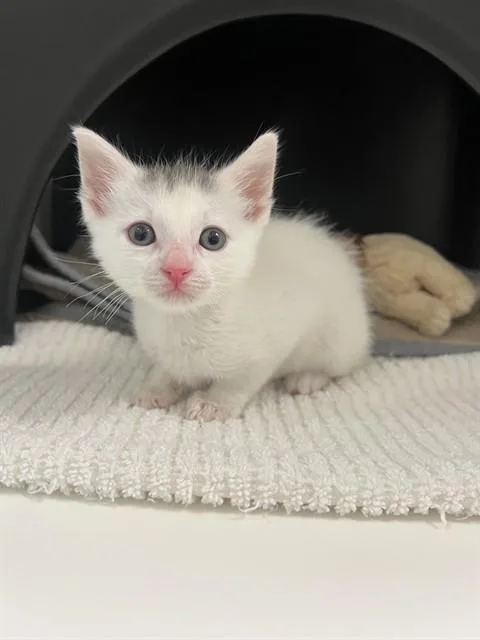 A baby small-sized male Domestic Short Hair cat named Albie for adoption in Ontario, CA