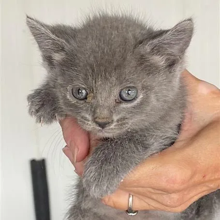 A baby small-sized female Gray / Blue / Silver Domestic Short Hair cat named Periwinkle Snail for adoption in Tempe, AZ
