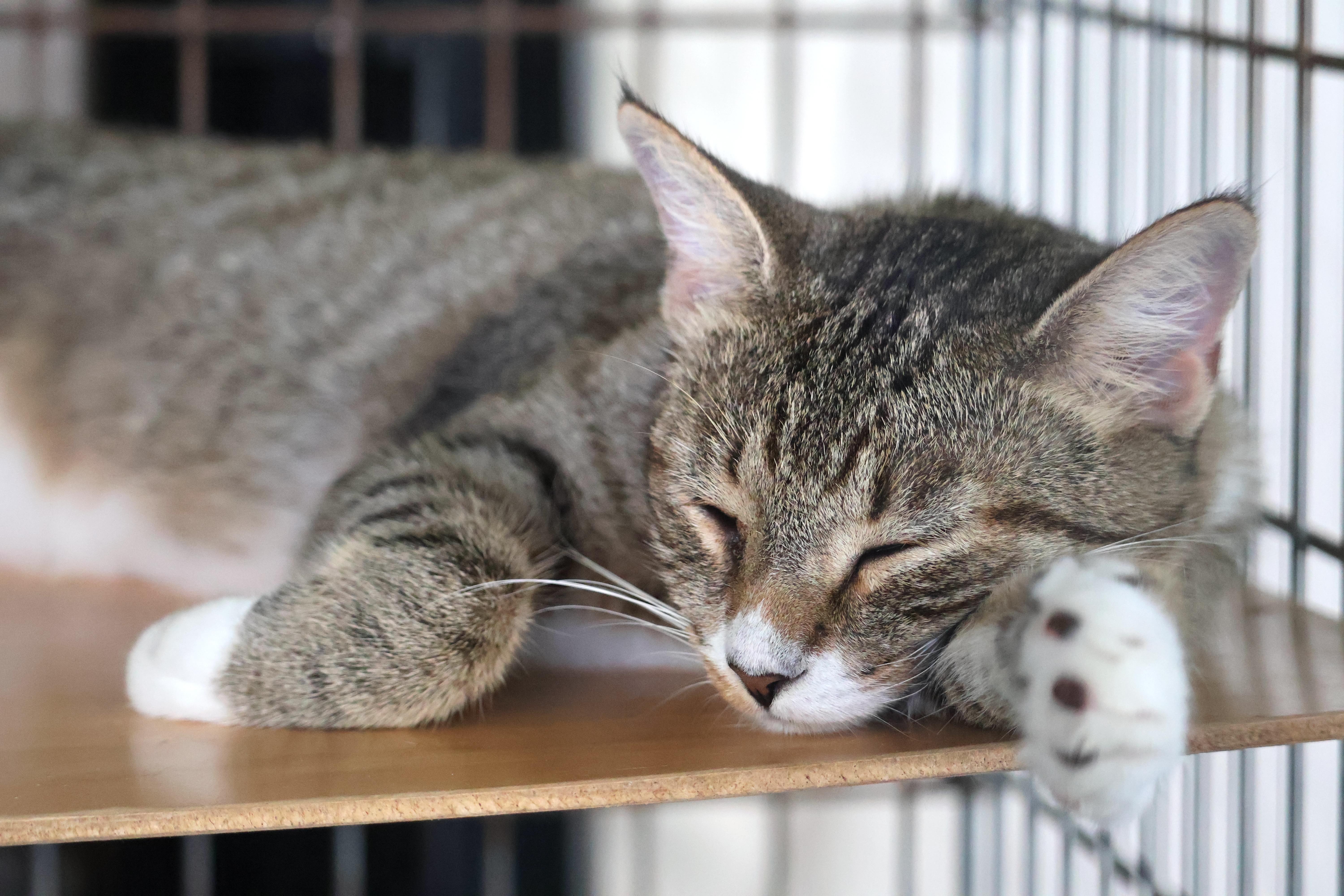 A young medium-sized female Tabby (Buff / Tan / Fawn) Domestic Short Hair cat named Silk Stockings for adoption in Homestead, FL