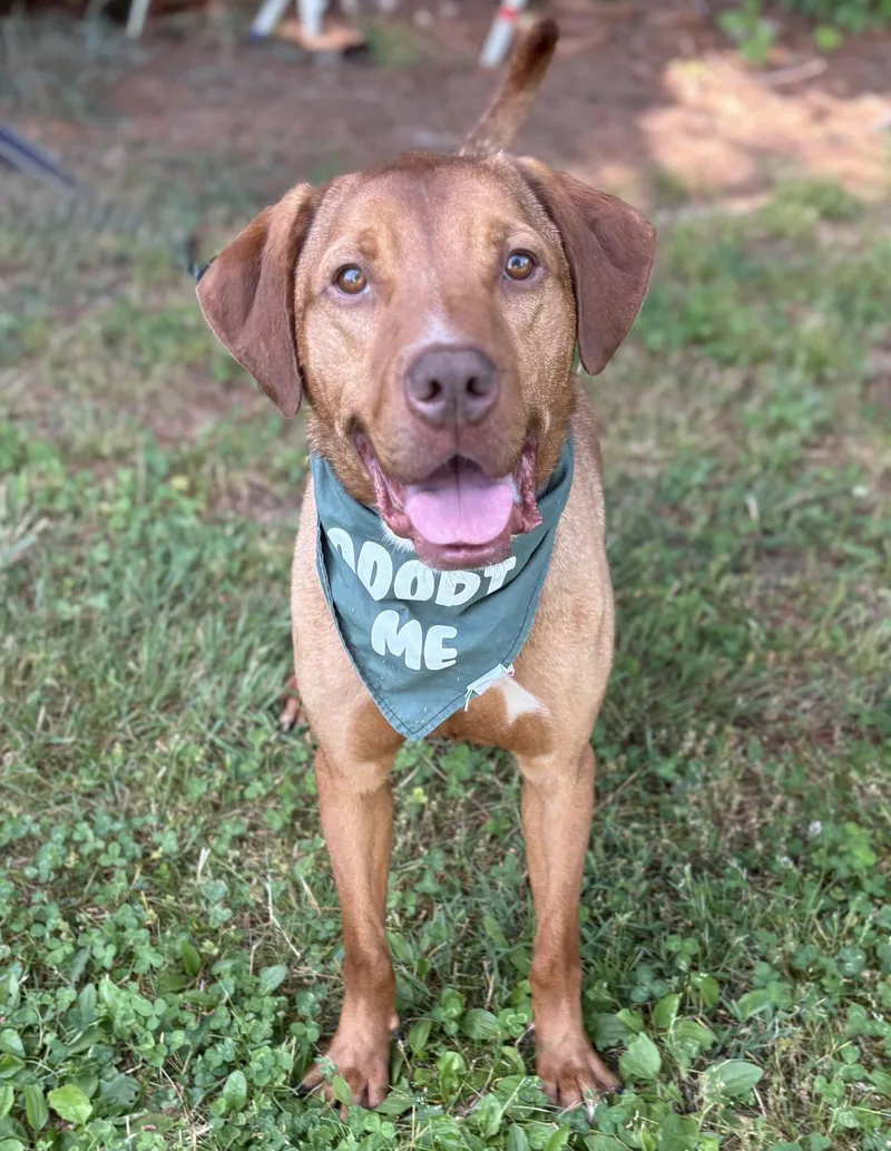 A young medium-sized male Hound dog named Frisco for adoption in Spring Lake, NJ