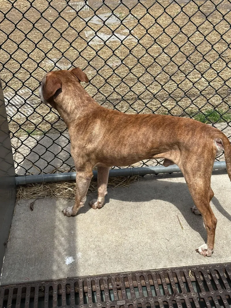 An adult medium-sized male Yellow / Tan / Blond / Fawn Pit Bull Terrier dog named Tidewater for adoption in Chicago, IL