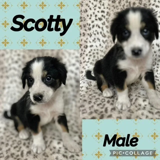 A baby medium-sized male Australian Shepherd dog named Scotty for adoption in Manchester, CT