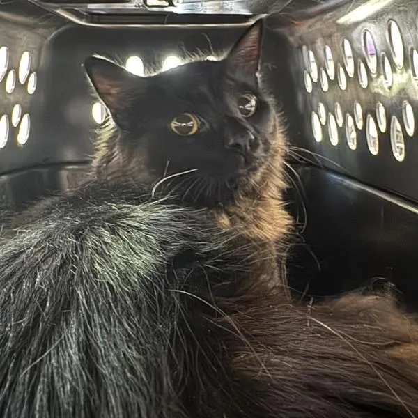 A young medium-sized male Domestic Medium Hair cat named Prince for adoption in Des Moines, IA