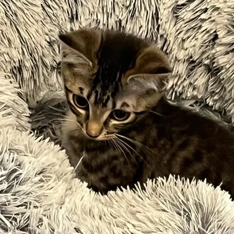 A baby small-sized female Brown / Chocolate Domestic Short Hair cat named Josie for adoption in Peachtree City, GA