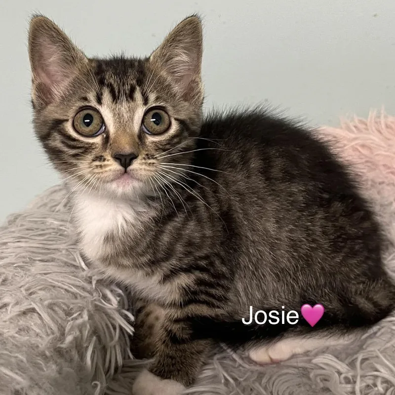 Josie thumbnail 3