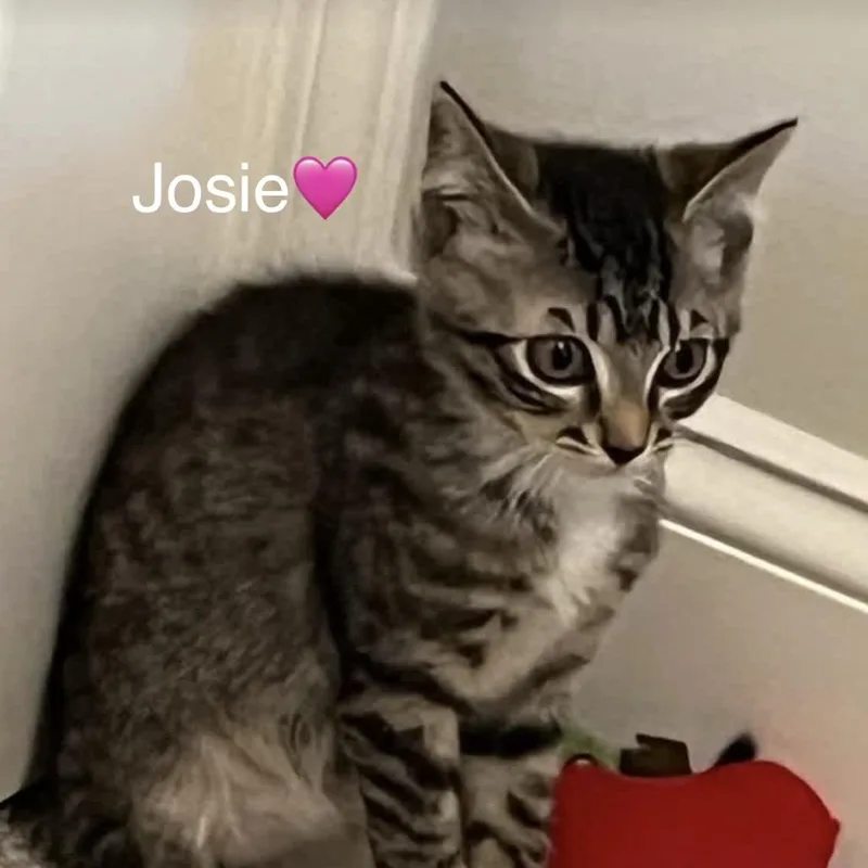 Josie thumbnail 5