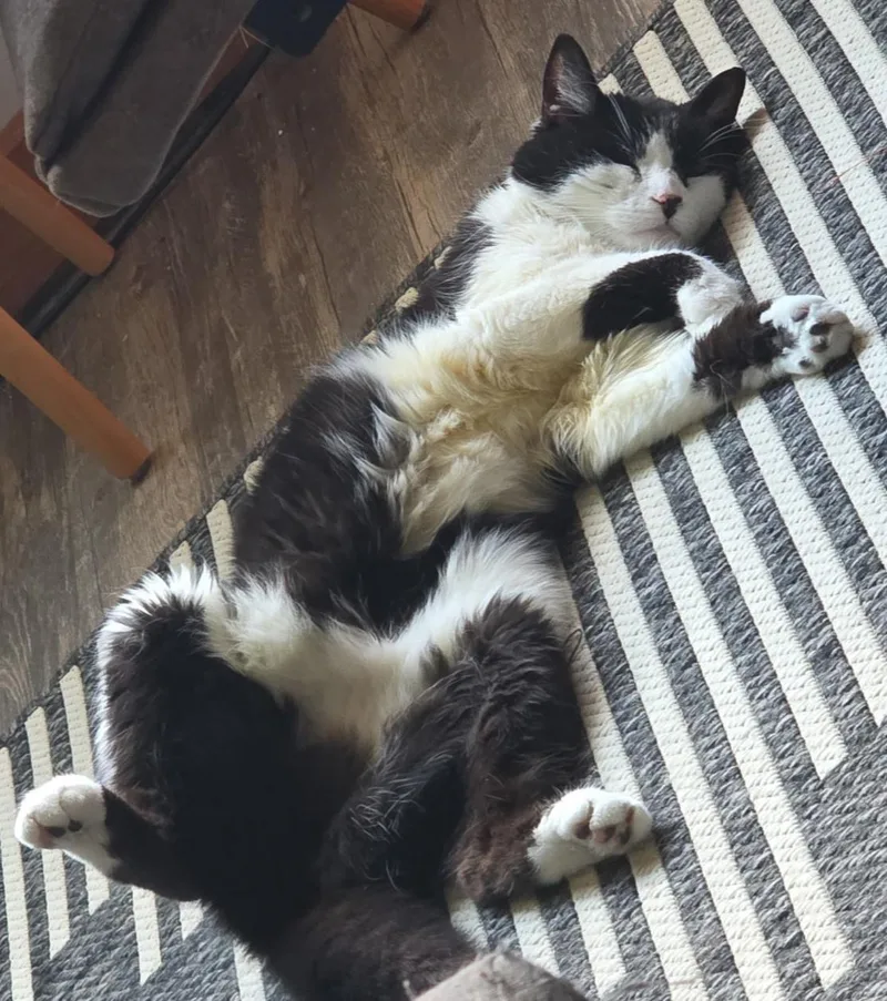 A senior small-sized female Black & White / Tuxedo Domestic Short Hair cat named Zeva for adoption in Jamesville, NY