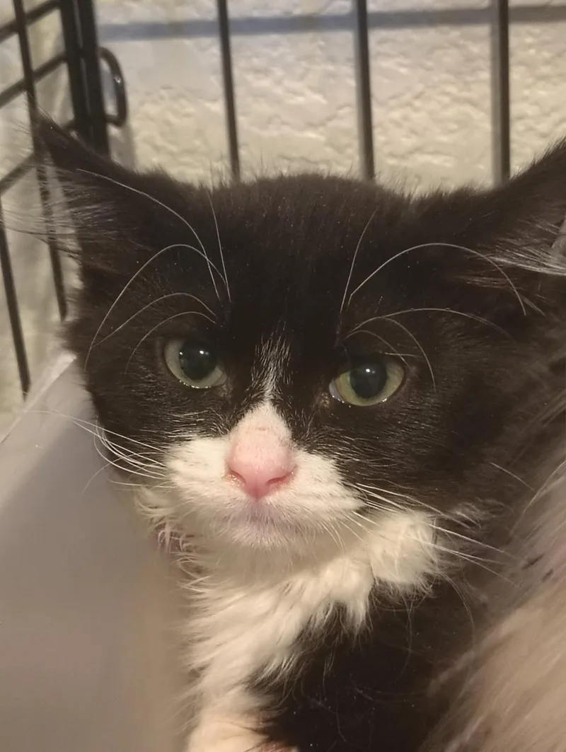 Pip