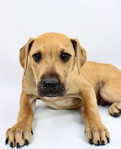 A baby large-sized male Boxer dog named Quade for adoption in Morton Grove, IL