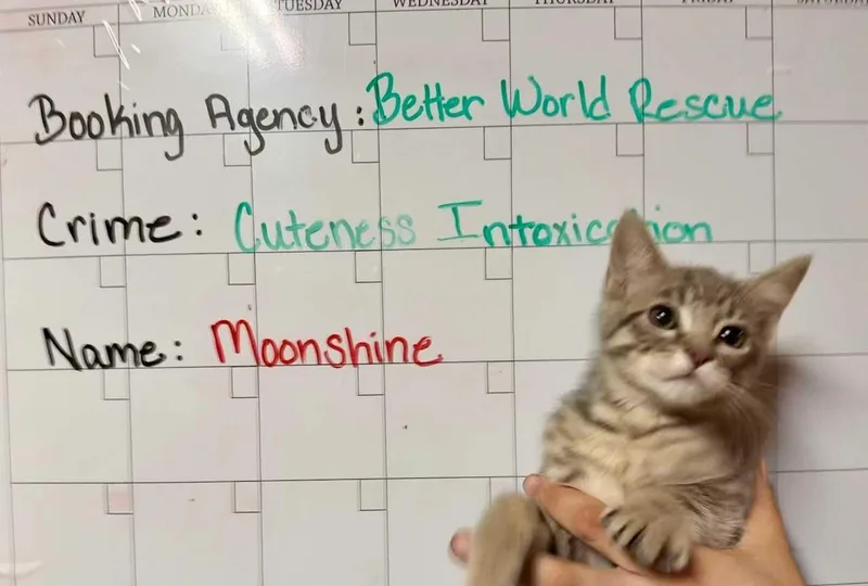 Moonshine