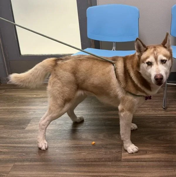An adult large-sized male Siberian Husky dog named Klaus for adoption in San Diego, CA