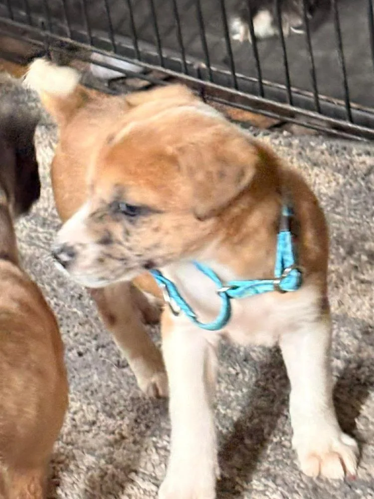 A baby large-sized male White / Cream Labrador Retriever dog named Balloon for adoption in Poplar Grove, IL