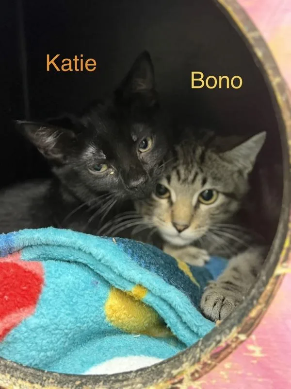 A baby small-sized male Domestic Short Hair cat named Bono for adoption in Canton, GA