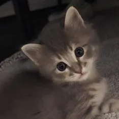 A baby medium-sized male Tabby (Gray / Blue / Silver) Domestic Medium Hair cat named Van for adoption in Liverpool, TX
