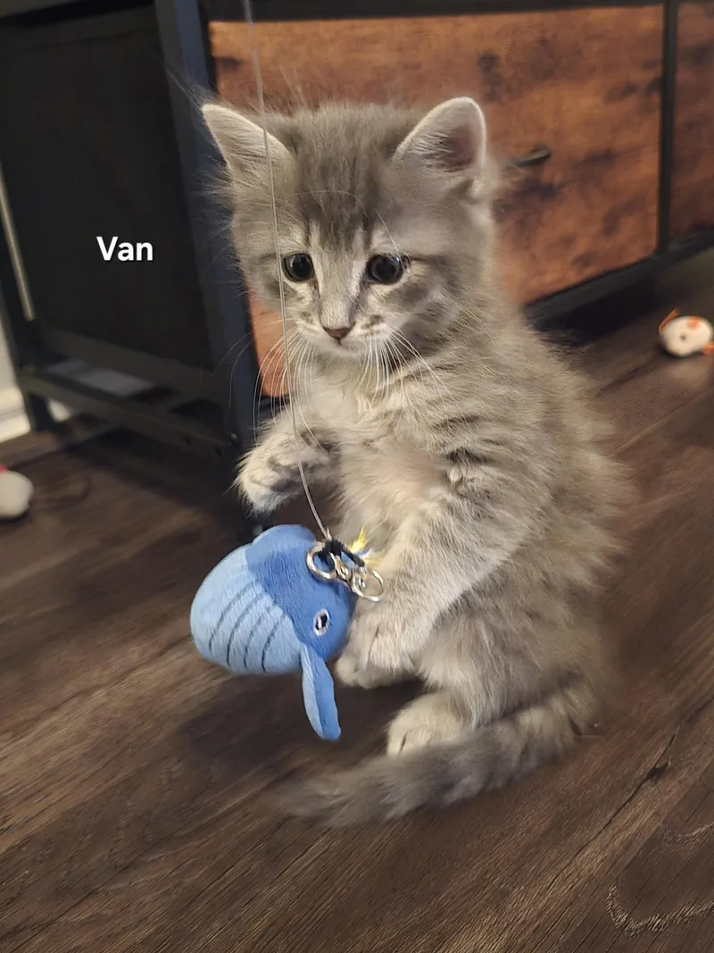Van thumbnail 2