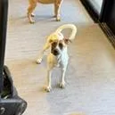 A baby small-sized female White / Cream Mixed Breed dog named Lida Bida Boda Butt for adoption in Palm Springs, CA