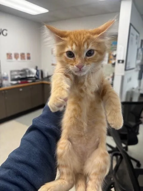 A baby small-sized male Domestic Short Hair cat named Butterball for adoption in Van Nuys, CA