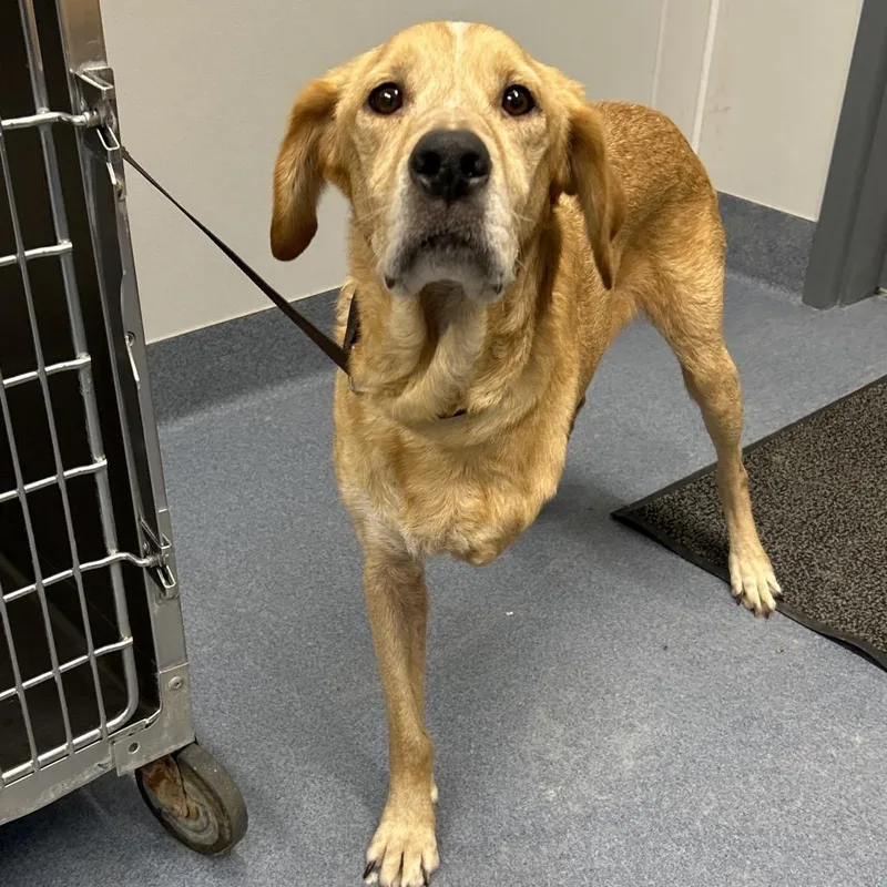 An adult medium-sized male Yellow / Tan / Blond / Fawn Labrador Retriever dog named Hickory for adoption in St Joseph, MO