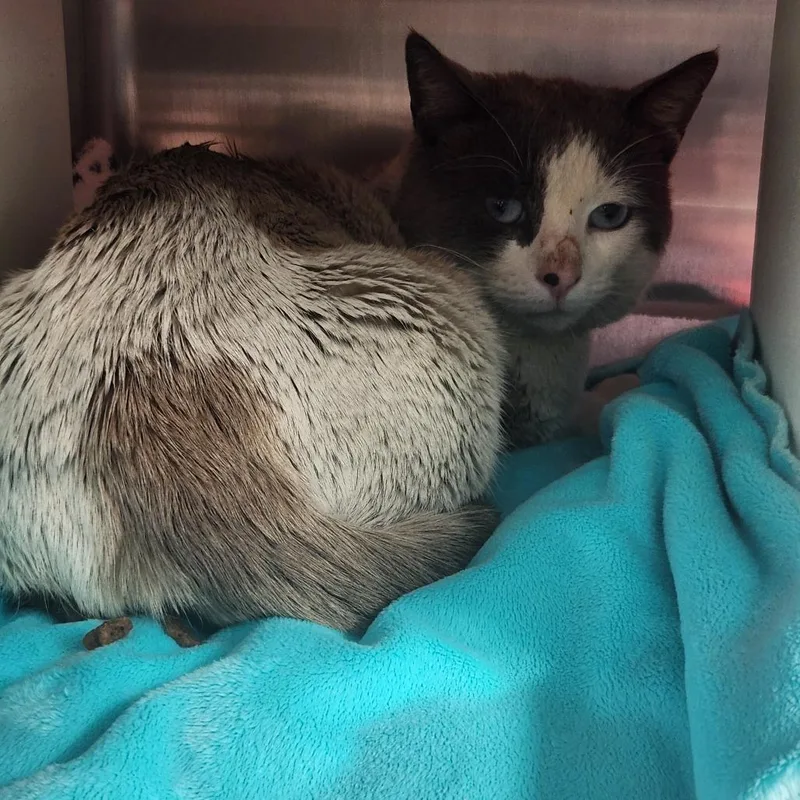 An adult large-sized male Buff / Tan / Fawn Domestic Medium Hair cat named Jag for adoption in Cedaredge, CO