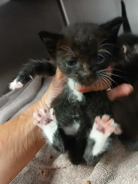 Wiggles