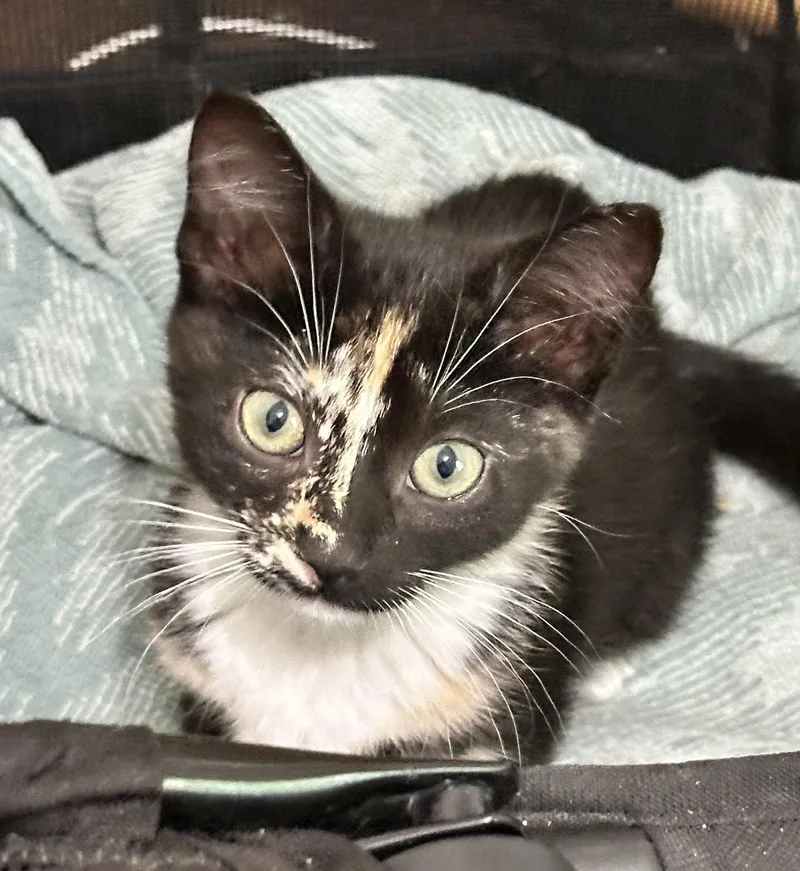 A baby medium-sized female Domestic Short Hair cat named Spice for adoption in Shawnee, KS