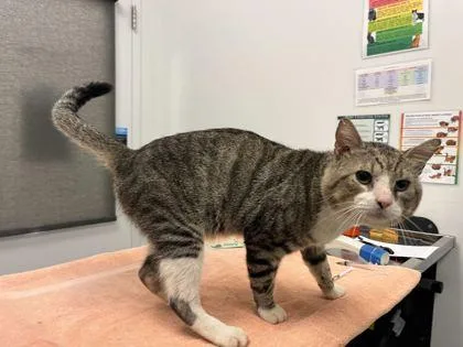 An adult large-sized male Brown / Chocolate Domestic Short Hair cat named Big Muddy for adoption in Kansas City, MO