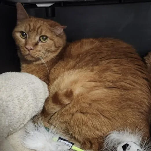 A senior medium-sized male Domestic Short Hair cat named Eros for adoption in Los Angeles, CA