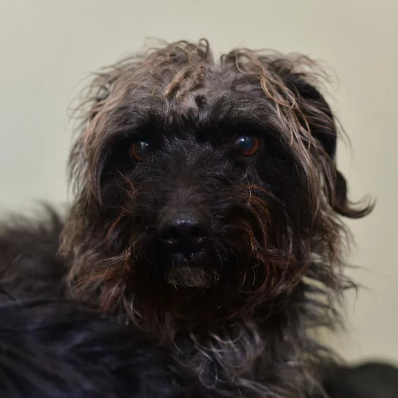 Croissant thumbnail 2