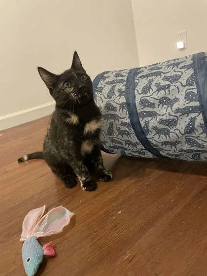 A baby medium-sized female Domestic Short Hair cat named Everything for adoption in Savannah, GA