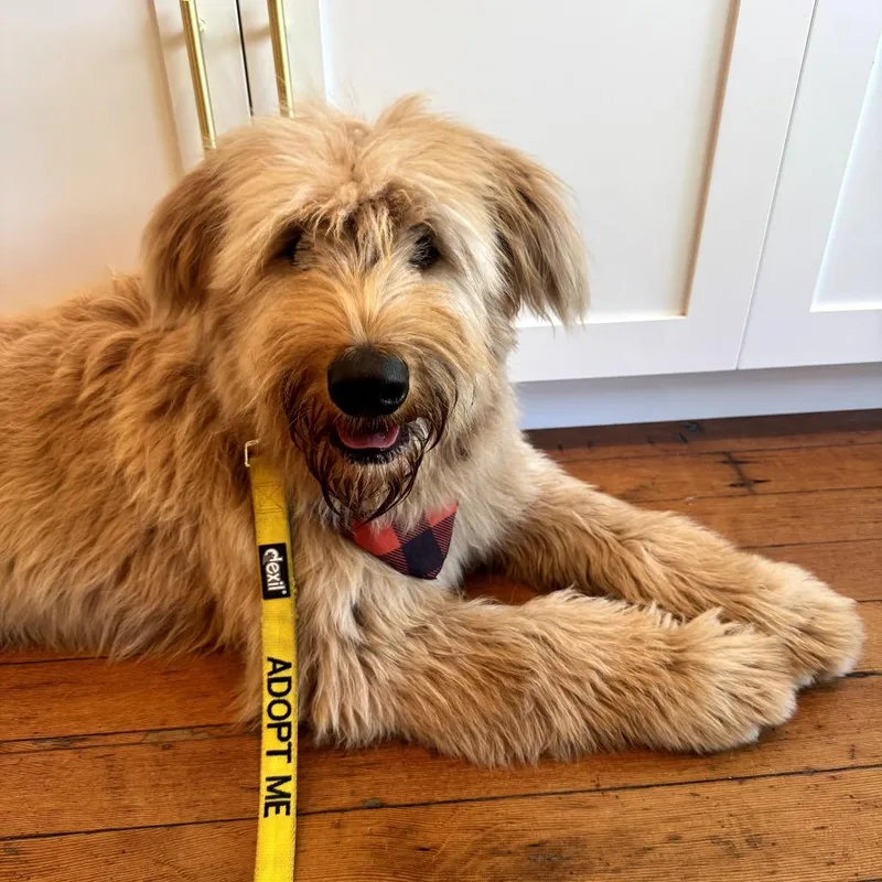 A young medium-sized male Golden Poodle dog named Yogi for adoption in Sonoma, CA