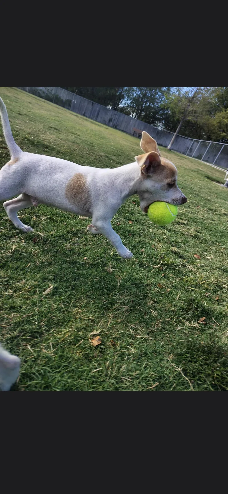 A baby small-sized male Jack Russell Terrier dog named Christopher for adoption in Plano, TX
