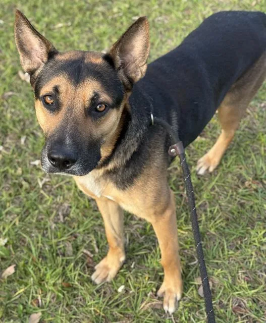 A young large-sized male German Shepherd Dog dog named Zeus for adoption in Fort Lauderdale, FL