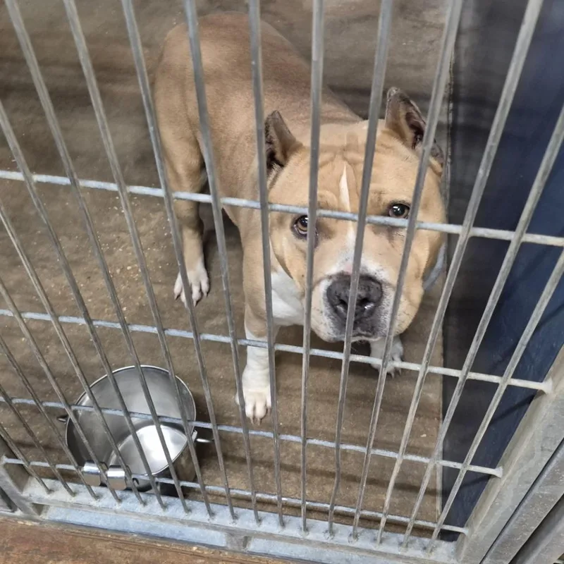 An adult medium-sized female Yellow / Tan / Blond / Fawn Pit Bull Terrier dog named Peyton for adoption in Montgomery, AL