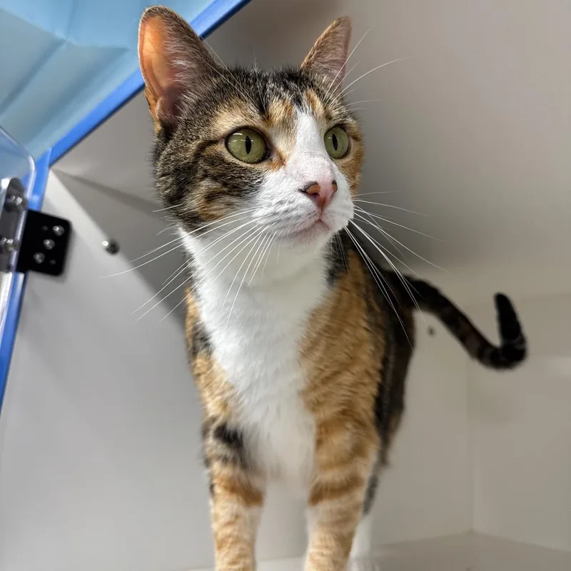 An adult large-sized female Calico Domestic Short Hair cat named Donnatella Meow Meow for adoption in Clearwater, FL