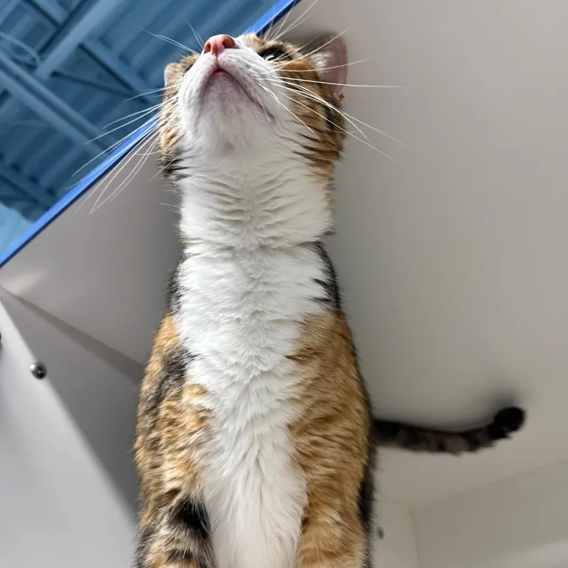 Donnatella Meow Meow thumbnail 4