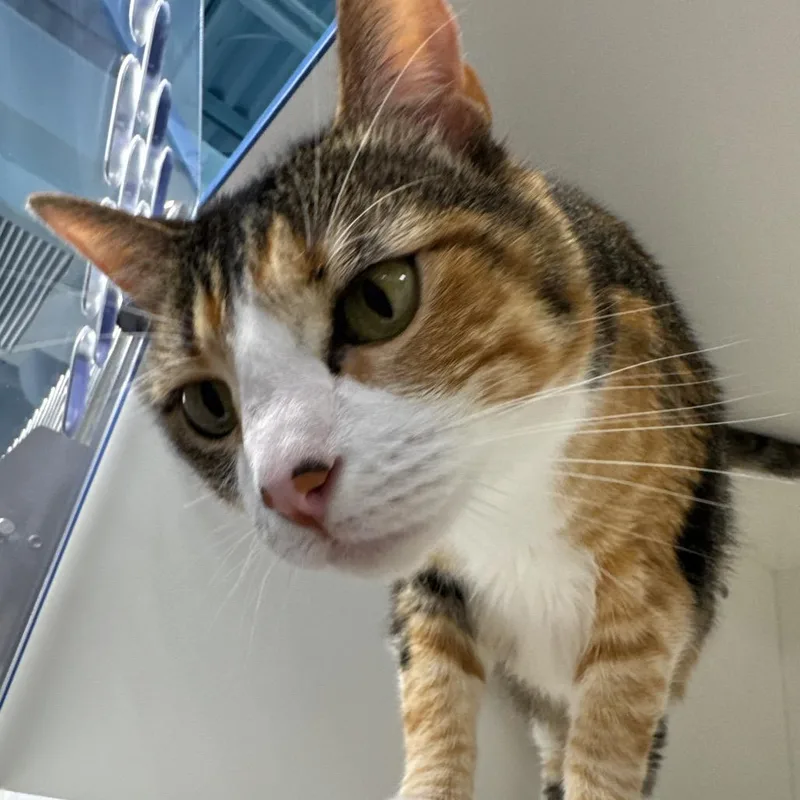 Donnatella Meow Meow thumbnail 5