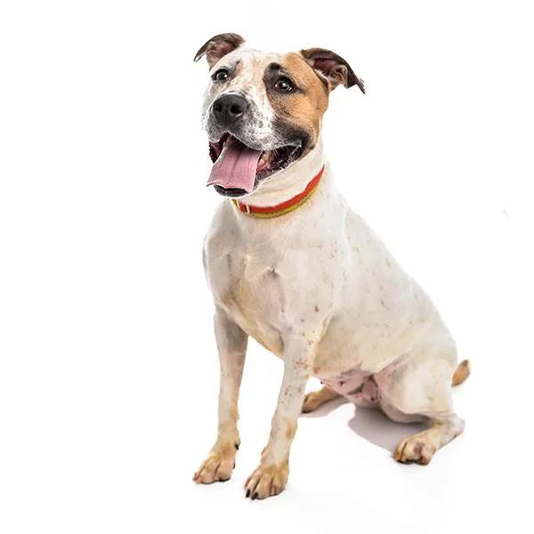 An adult large-sized female Terrier dog named Briony for adoption in Des Moines, IA