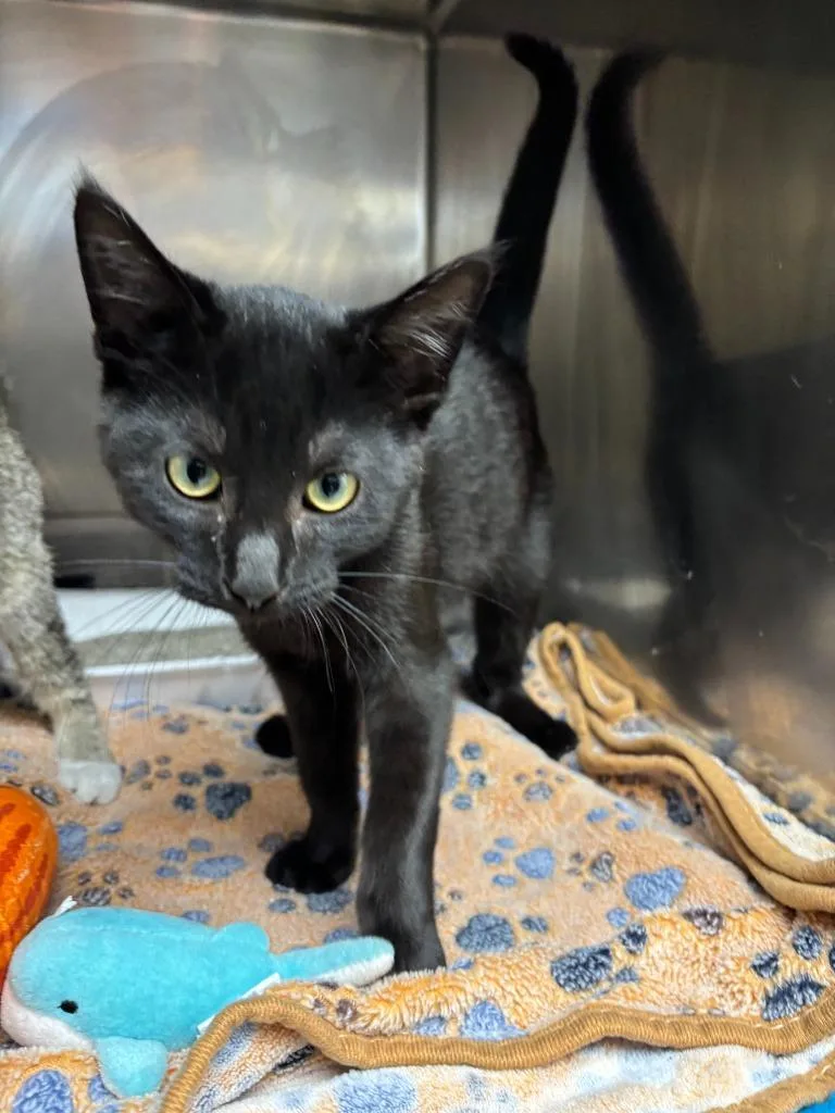 A baby medium-sized male American Shorthair cat named Binnie for adoption in Findlay, OH